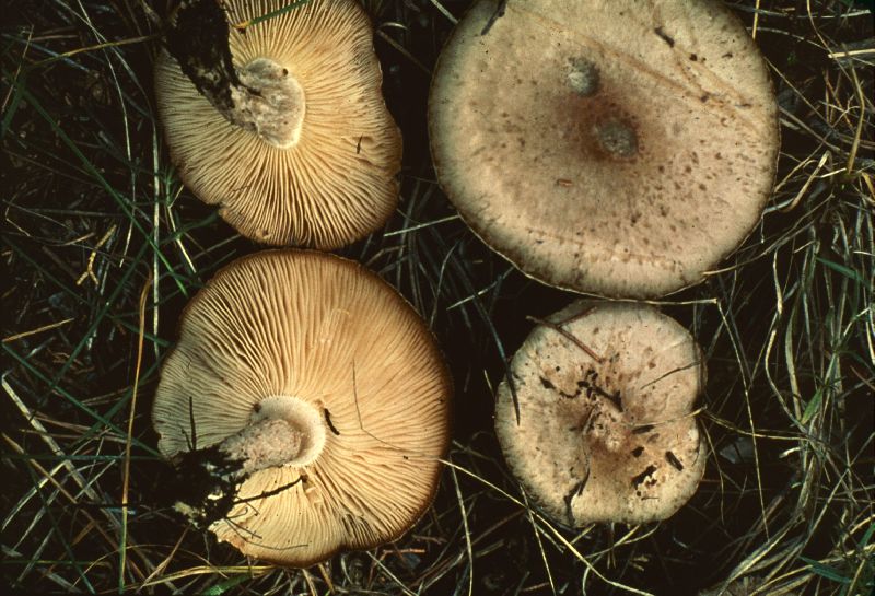 Leucopaxillus lepistoides image