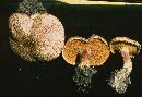 Suillus lakei image