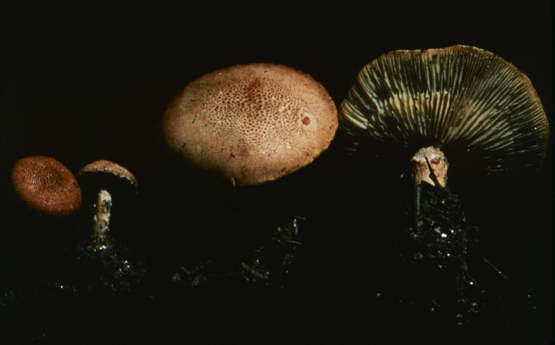 Cystoderma terrei image