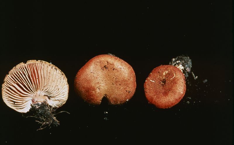 Cystoderma terrei image