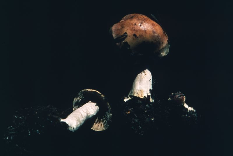 Hebeloma crustuliniforme var. crustuliniforme image