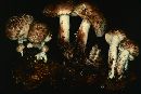 Rhodocollybia maculata image