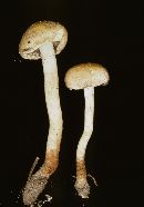 Stropharia riparia image