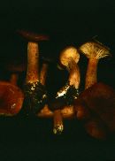 Lactarius hepaticus image