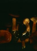 Lactarius hepaticus image