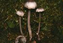 Mycena pura image