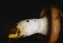 Gomphidius subroseus image