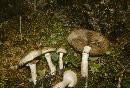 Agrocybe cylindracea image