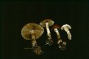 Agrocybe sphaleromorpha image