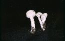 Hygrophorus eburneus image