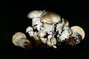 Clitocybe robusta image