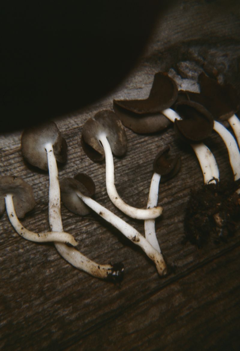 Helvella bicolor image