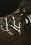 Helvella albella image