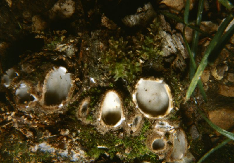 Geopora arenicola image