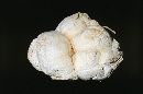 Calvatia booniana image