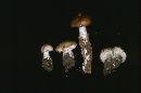 Tricholoma saponaceum image