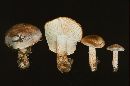 Tricholoma vaccinum image