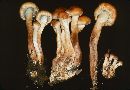 Hypholoma capnoides image