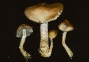 Stropharia hornemannii image