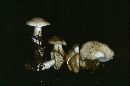 Tricholoma saponaceum image