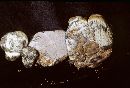 Chamonixia brevicolumna image