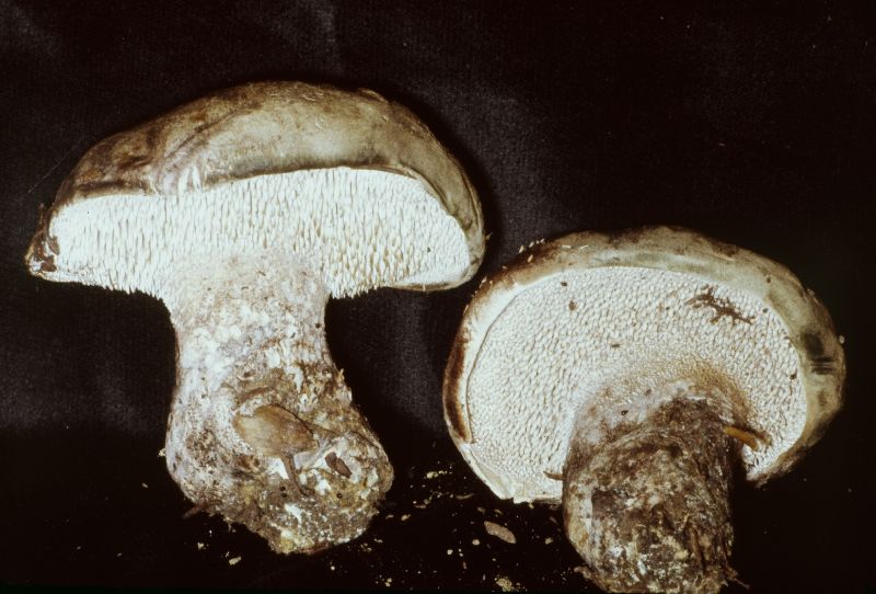 Sarcodon scabripes image