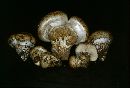Catathelasma imperiale image
