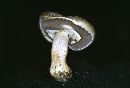 Agaricus silvicola image