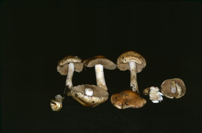 Hebeloma crustuliniforme var. crustuliniforme image