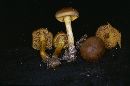 Cortinarius malicorius image