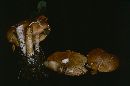 Cortinarius ionophyllus image