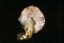 Lactarius aspideoides image