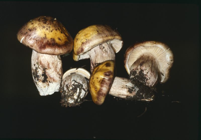 Hygrophorus amarus image