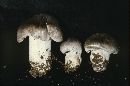 Tricholoma terreum image