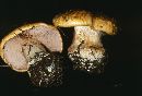 Cortinarius caerulescens image