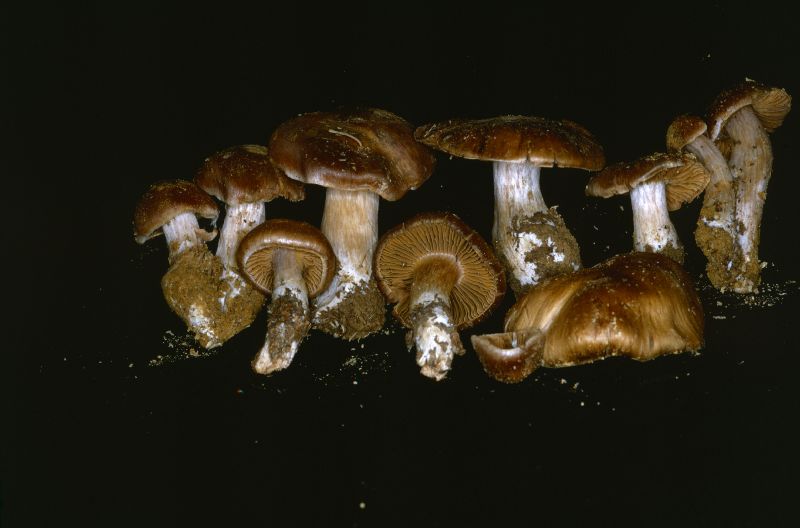 Cortinarius boreasensis image