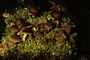 Cortinarius rigidus image