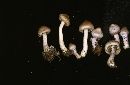 Inocybe pallidicremea image