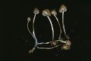 Mycena amicta image