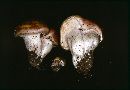 Hygrophorus amarus image