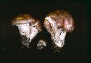 Hygrophorus amarus image