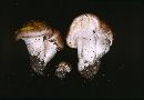 Hygrophorus amarus image