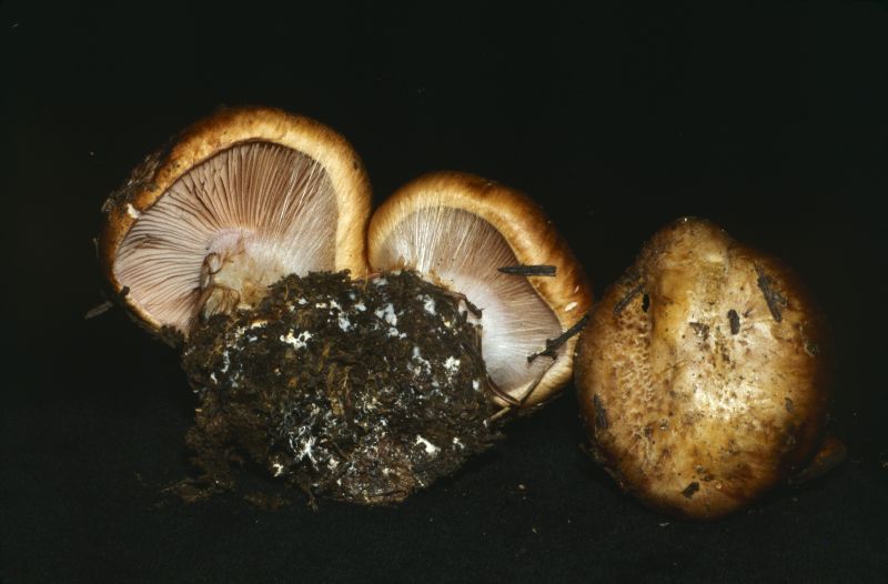 Cortinarius lilacinopes image