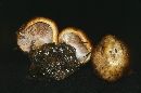 Image of Cortinarius lilacinopes