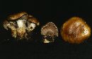 Cortinarius glaucopoides image