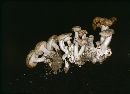 Clitocybe phyllophila image