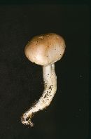 Hygrophorus pudorinus image