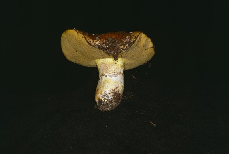 Suillus albivelatus image