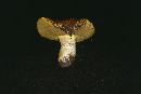 Suillus albivelatus image