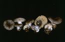 Lactarius uvidus image